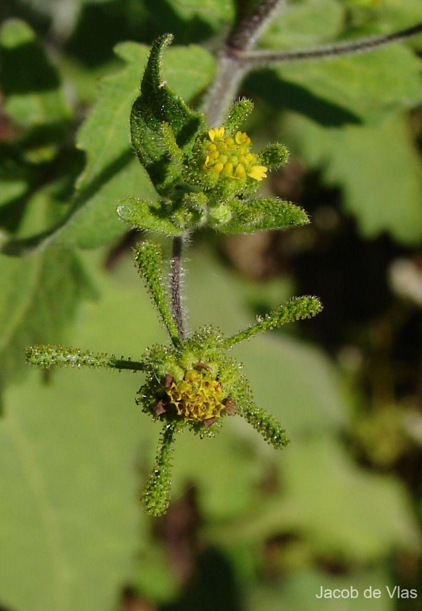 Sigesbeckia orientalis L.